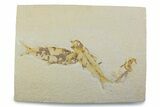Plate With Two Fossil Fish (Knightia) - Wyoming #373862-1